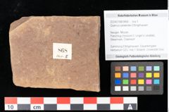 Foto (Objekt + Etikett) von Quercus palaeoilex Ettingshausen (NHMW-GEO-2024-0188-0868)